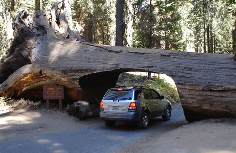 séquoia tombé puzzle en ligne