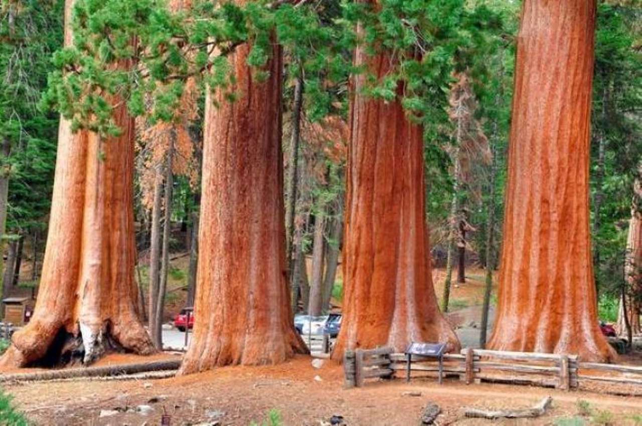 alte Redwoods Online-Puzzle
