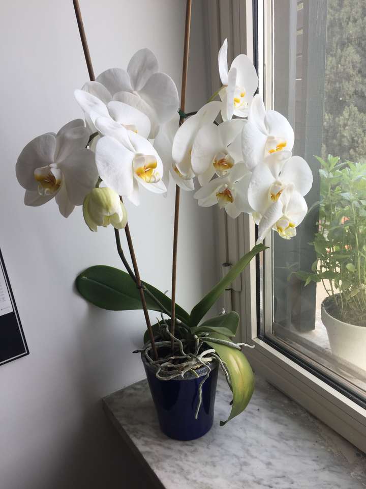 kvetoucí orchidej skládačky online