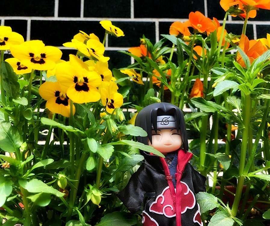 Itachi în fața florilor frumoase jigsaw puzzle online