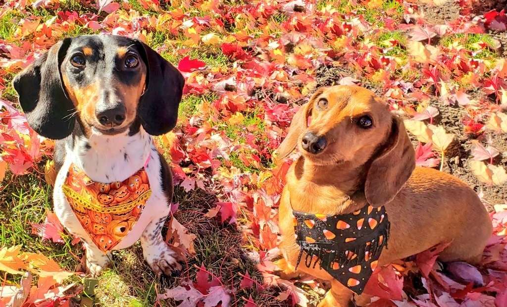 2 perros salchicha en hojas de otoño rompecabezas en línea