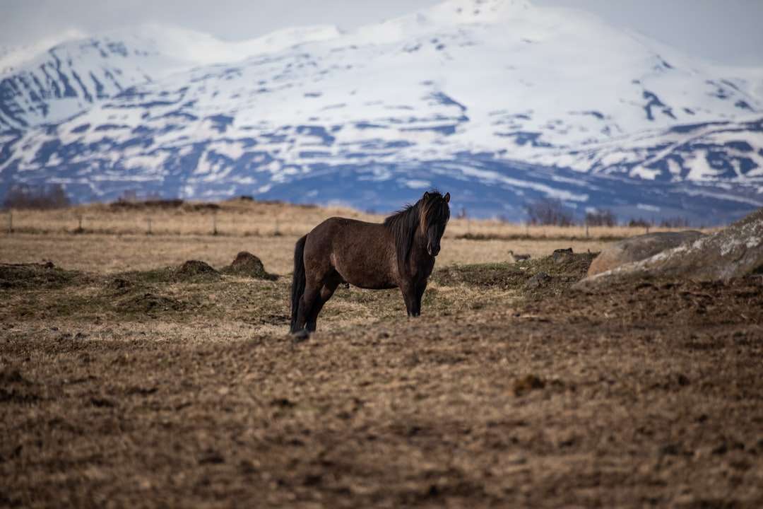 アイスランドの馬 ジグソーパズルオンライン