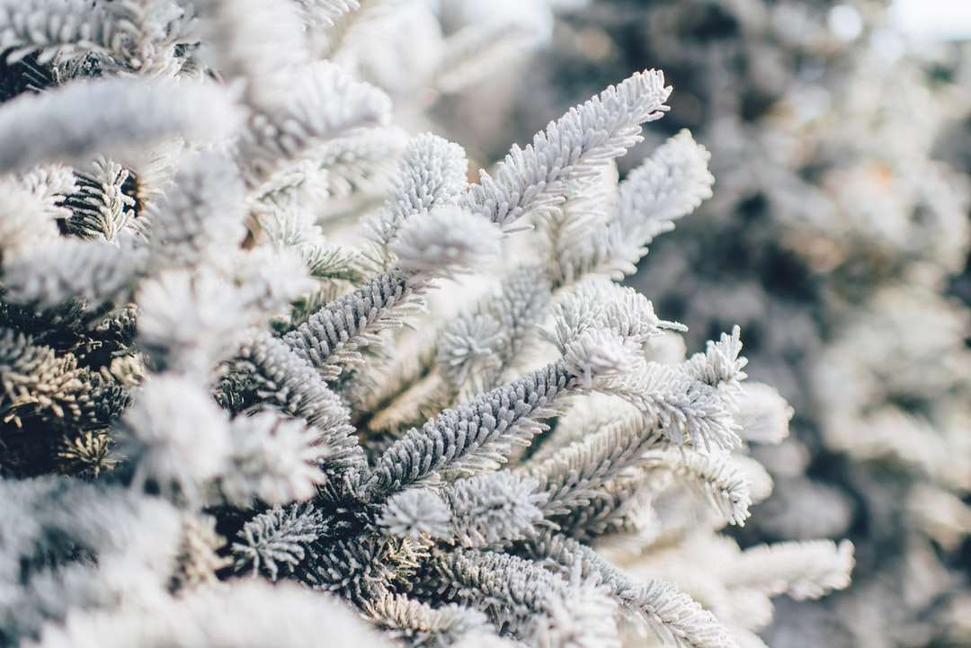 Гілки дерев, покриті снігом онлайн пазл