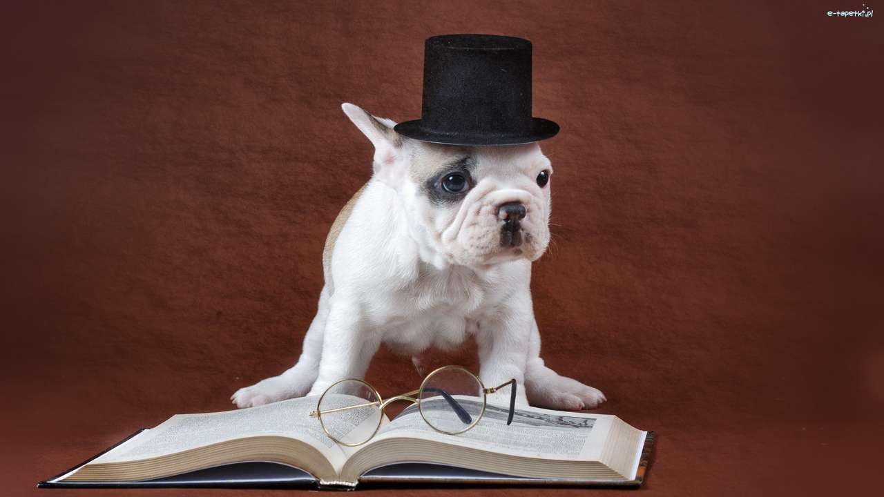 Bulldog francese che indossa un cappello puzzle online
