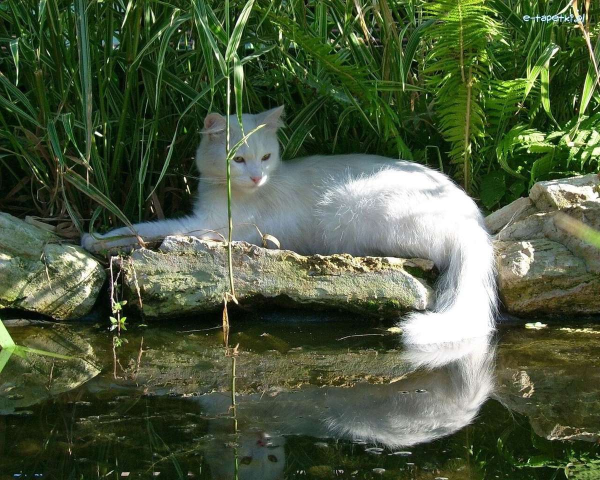 gato branco puzzle online