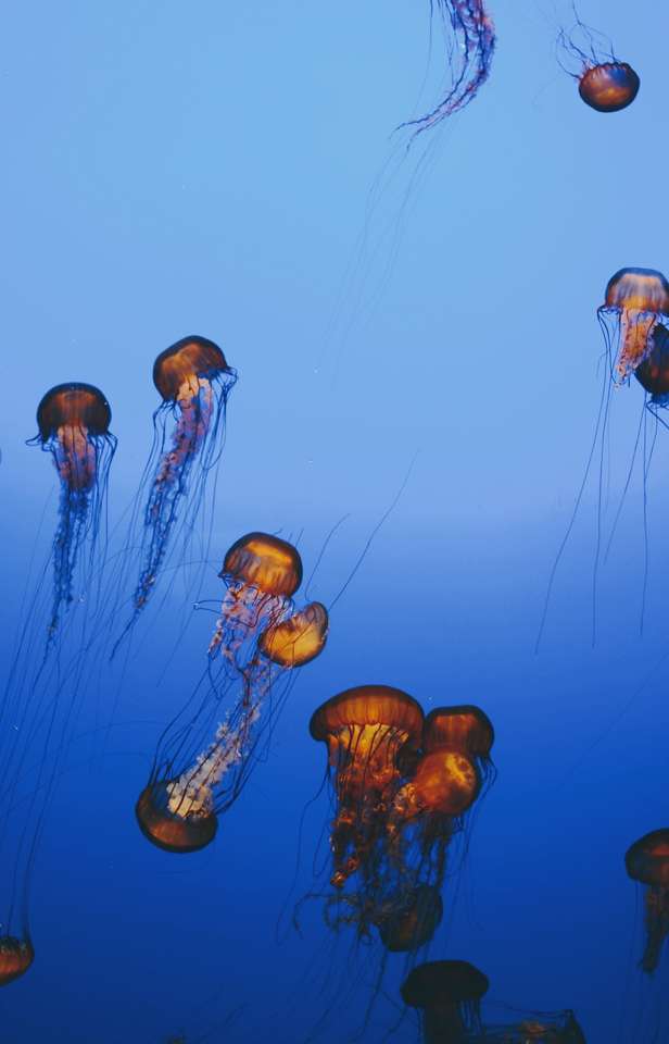 Medúzy skládačky online