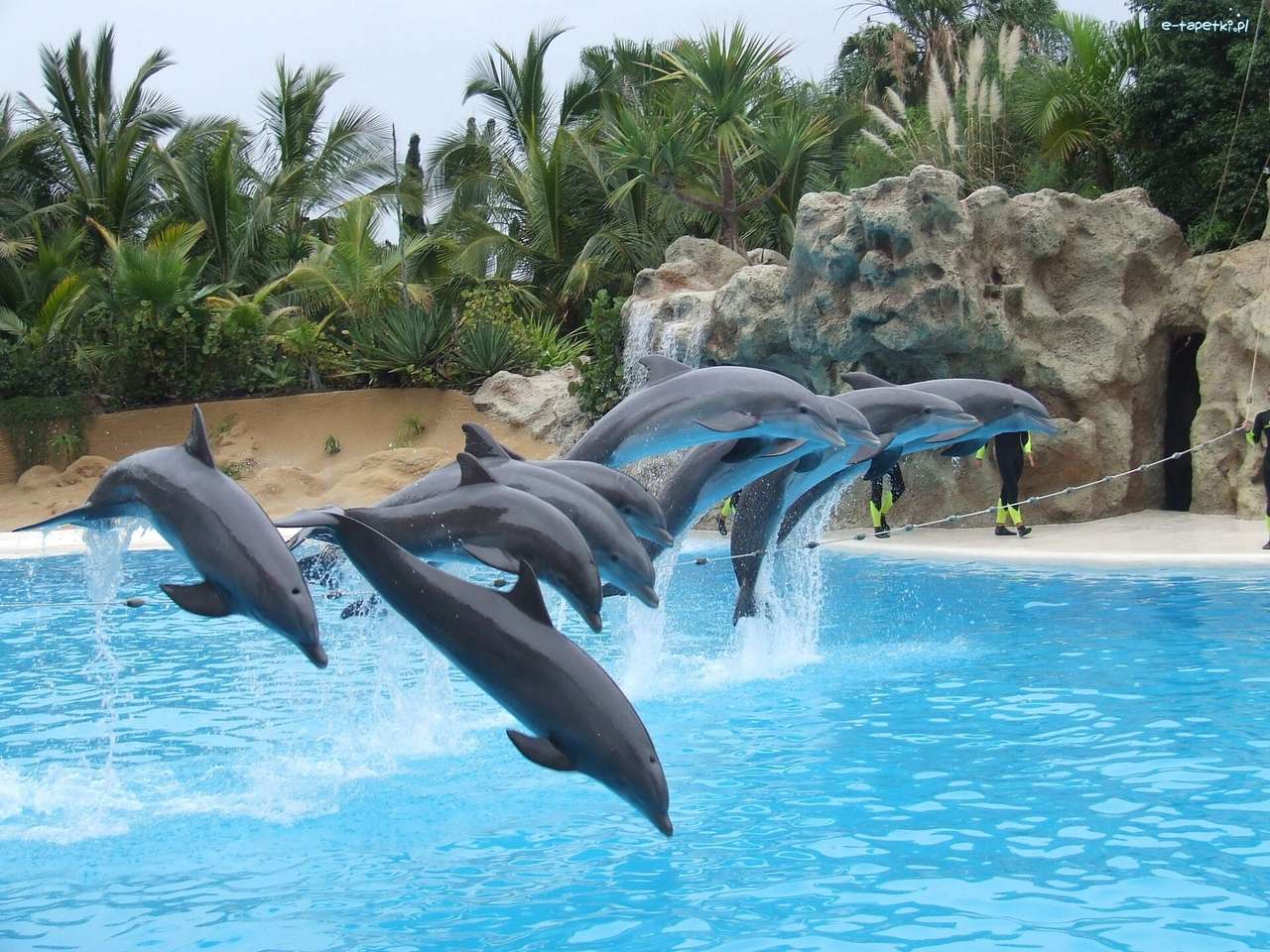 dauphins dans la piscine puzzle en ligne