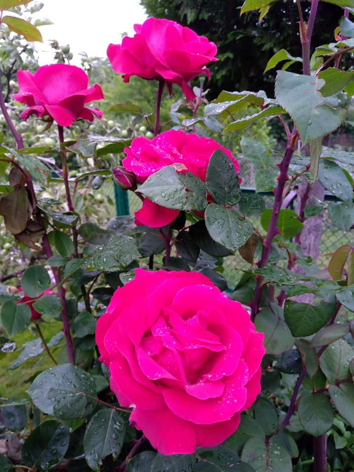 Градински рози онлайн пъзел