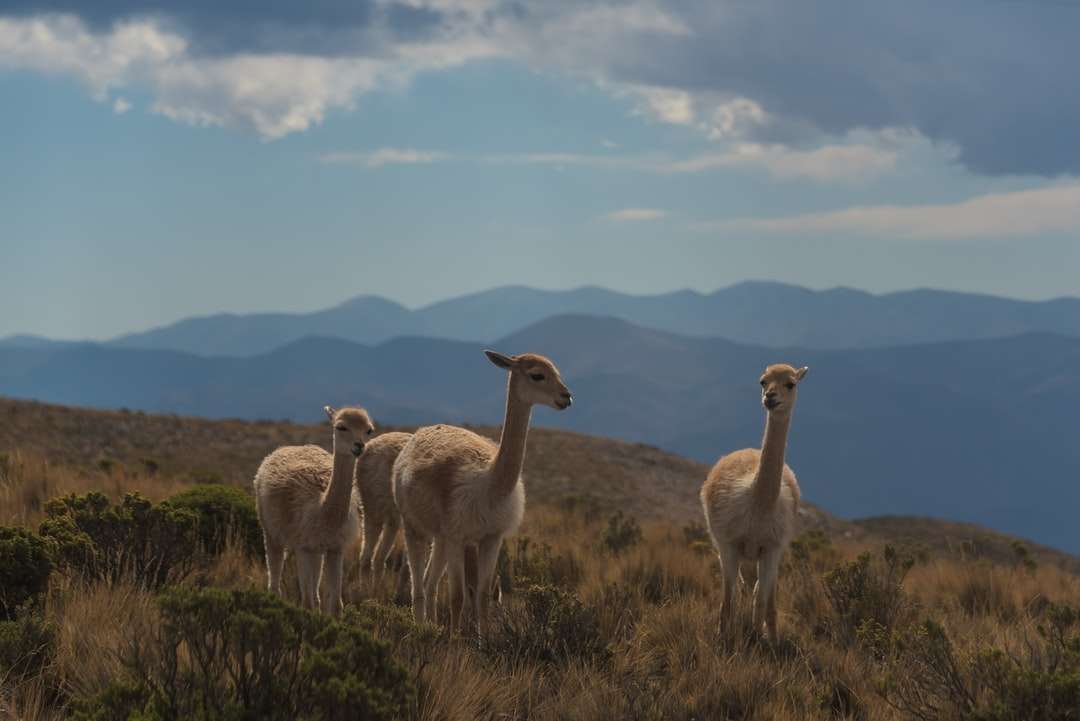 Lamaer i Argentina pussel på nätet
