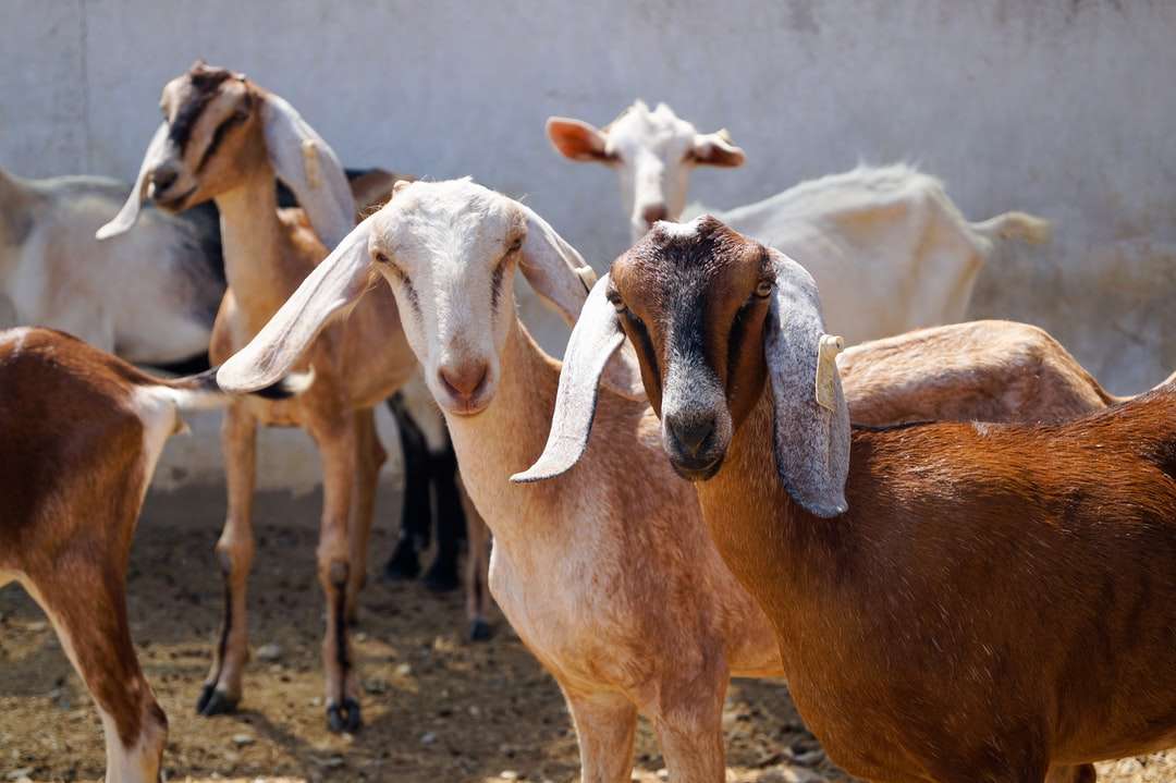 Chèvres nubiennes puzzle en ligne