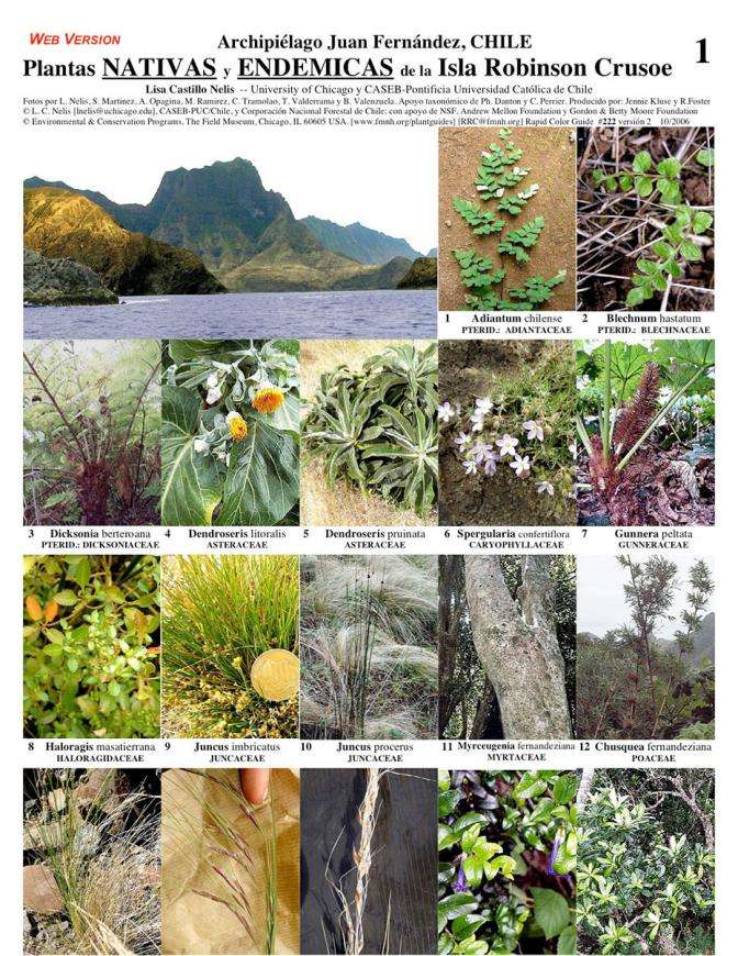 flora e fauna puzzle online