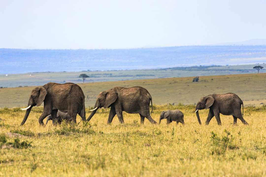 Rodinný život slonů skládačky online