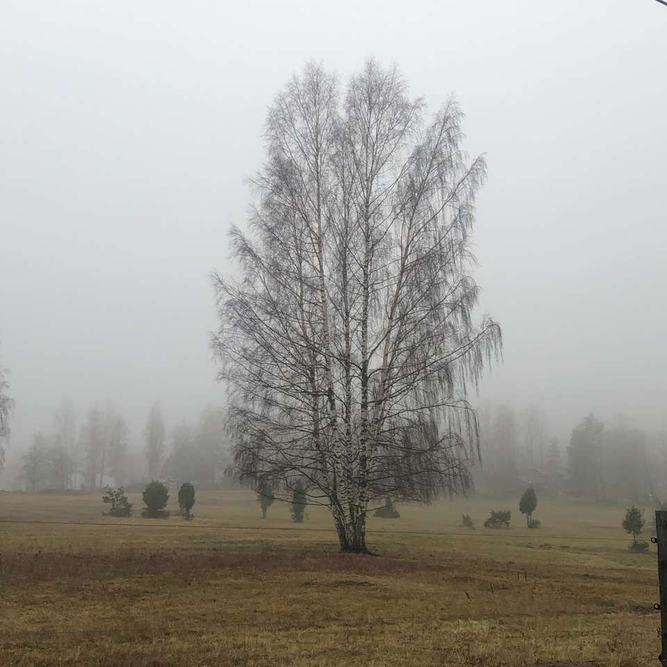 árvores no campo cercadas de neblina quebra-cabeças online