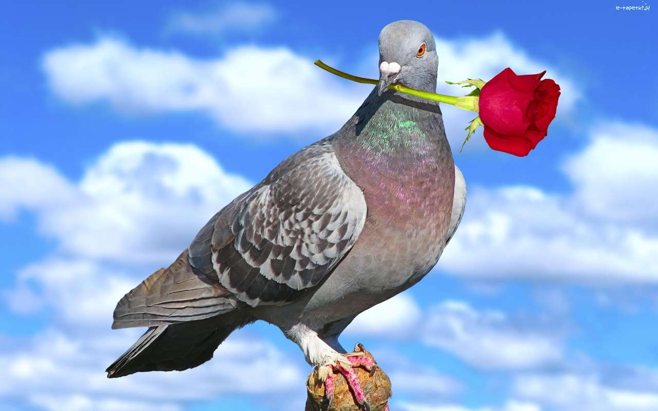 гълъб с роза онлайн пъзел