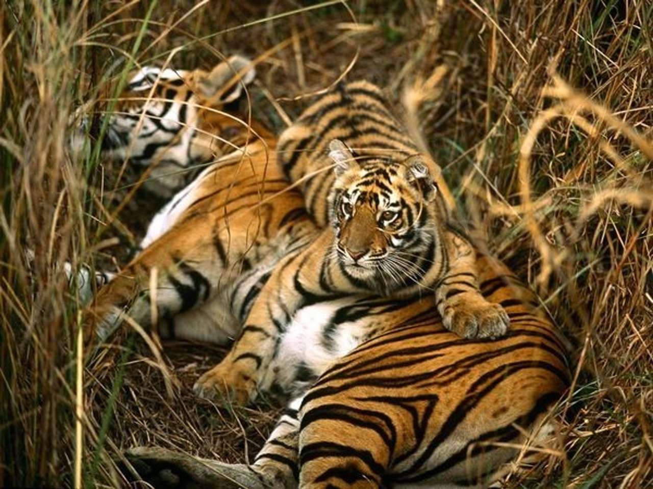 tigru bengalez puzzle online