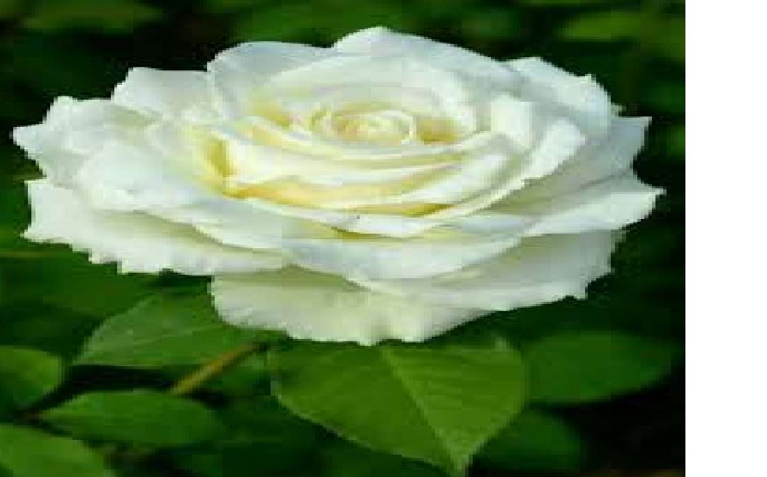 το τριαντάφυλλο της γουαδελούπης παζλ online
