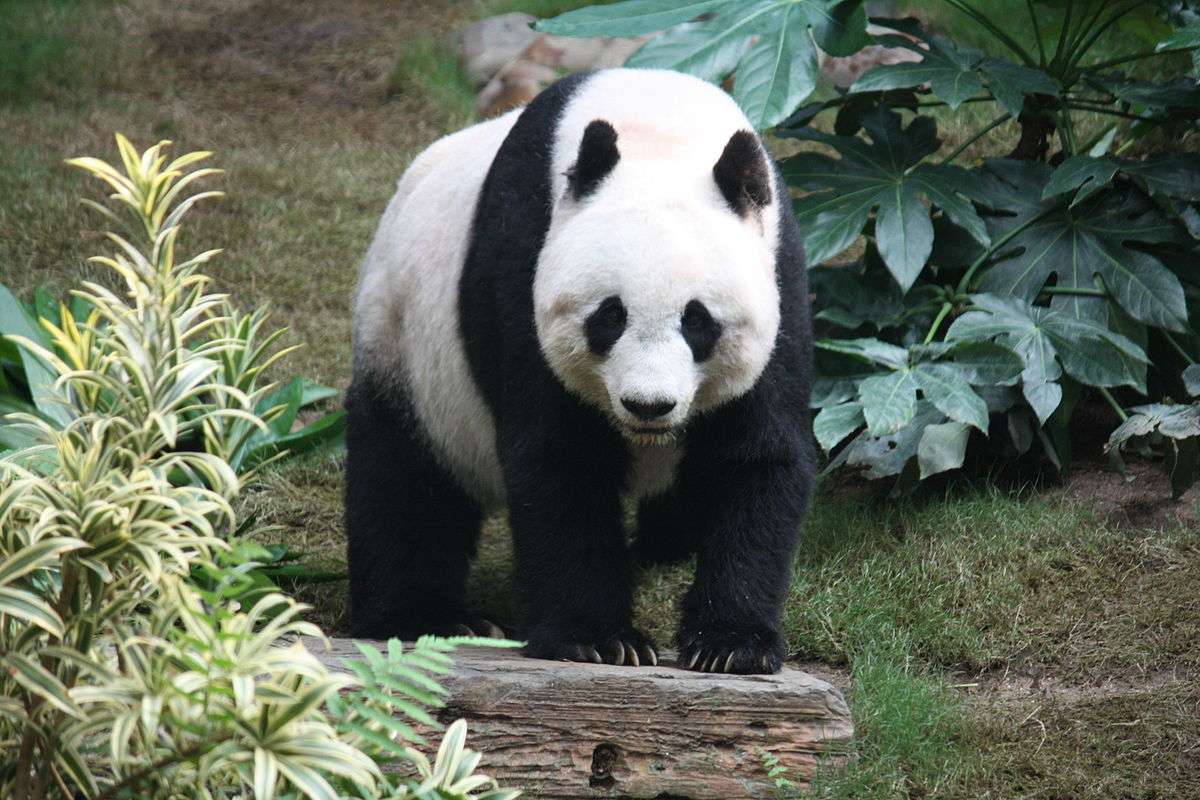 Panda Puzzle skládačky online