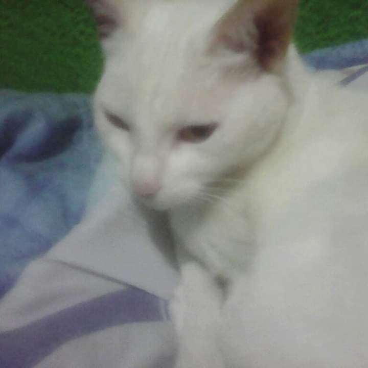 Lorenza a fehér macska kirakós online