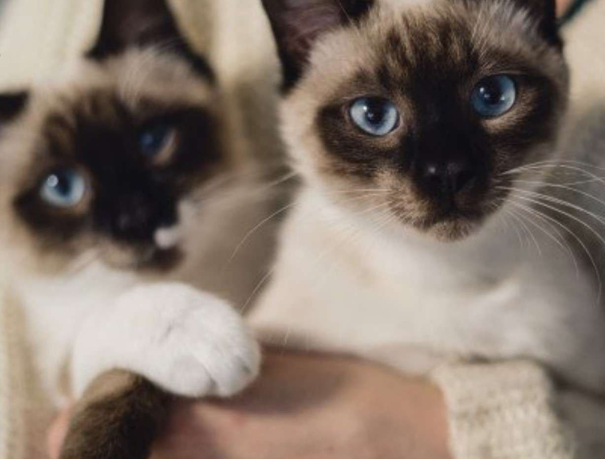 2 γλυκές γάτες online παζλ