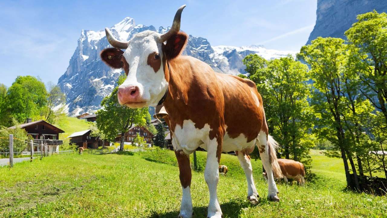 Корова на пасовищі пазл онлайн