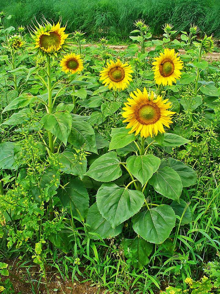 Common sunflower jigsaw puzzle online