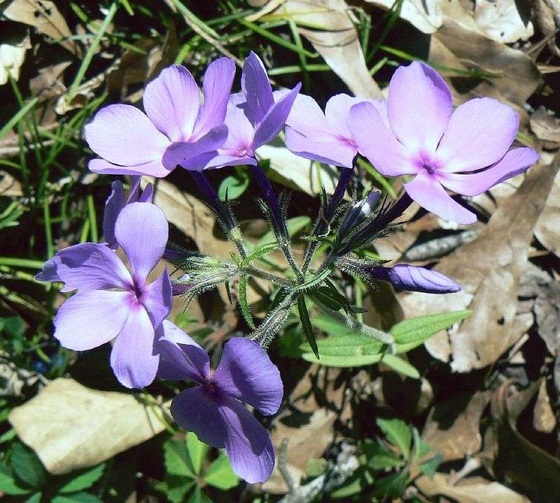 Phlox canadese puzzle online