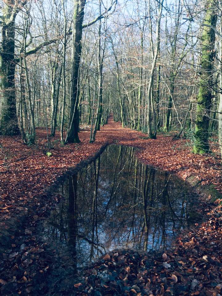Водно езерце в гората онлайн пъзел