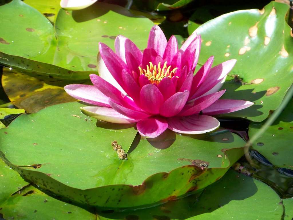 Vero lily rybník na Korsice skládačky online