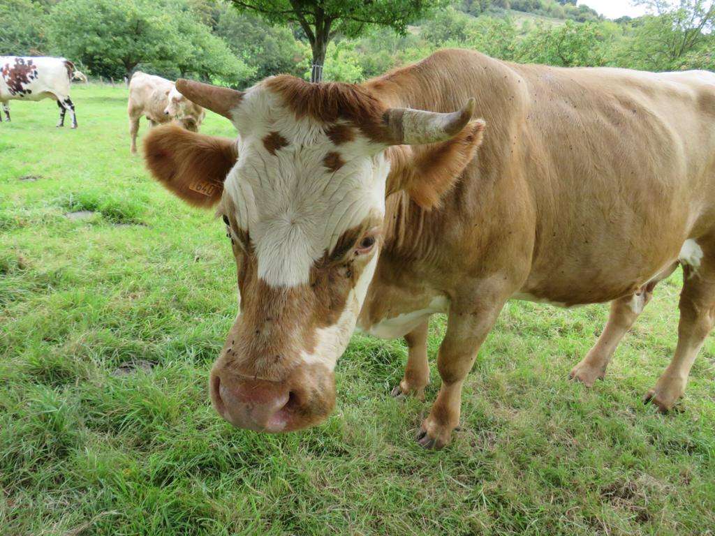 Vaca en el prado rompecabezas en línea