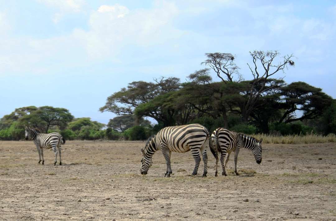 Zebra's in het wild online puzzel