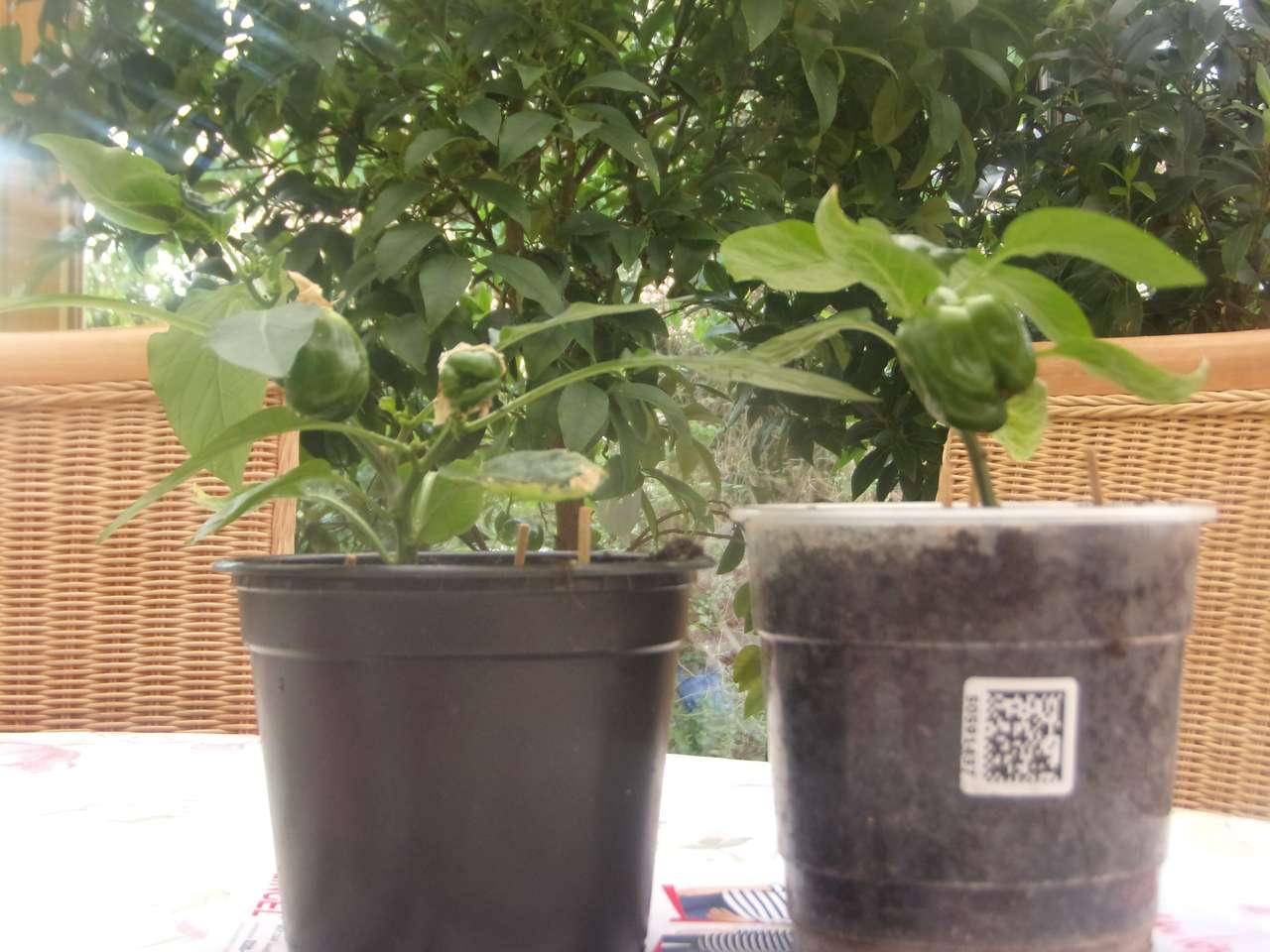 Peper plant online puzzel