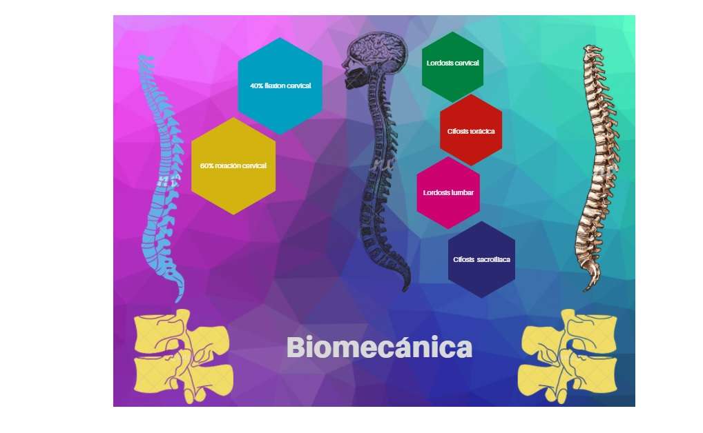 Biomeccanica puzzle online