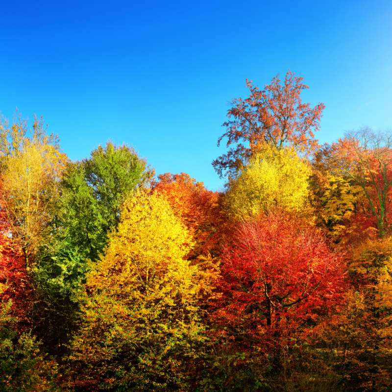 カラフルな秋の木々 オンラインパズル
