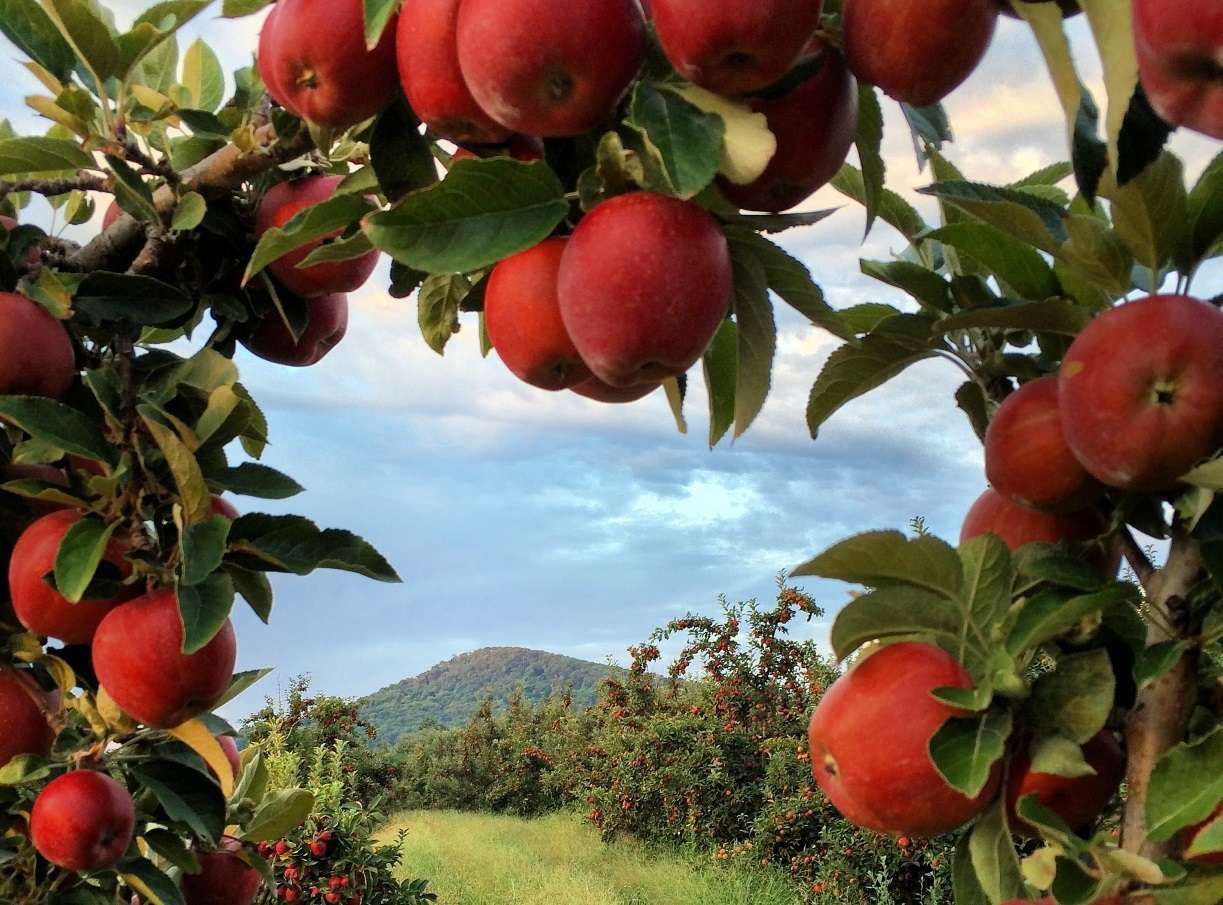 Plantação de macieiras quebra-cabeças online