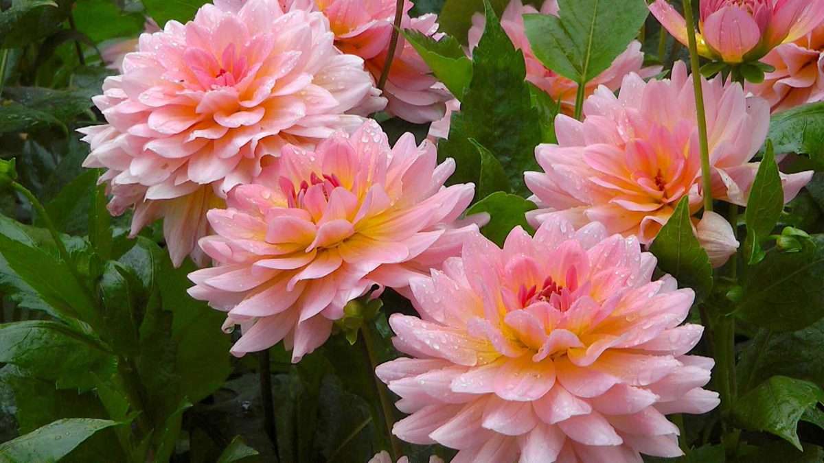 Dahlias en fleurs à l'automne puzzle en ligne