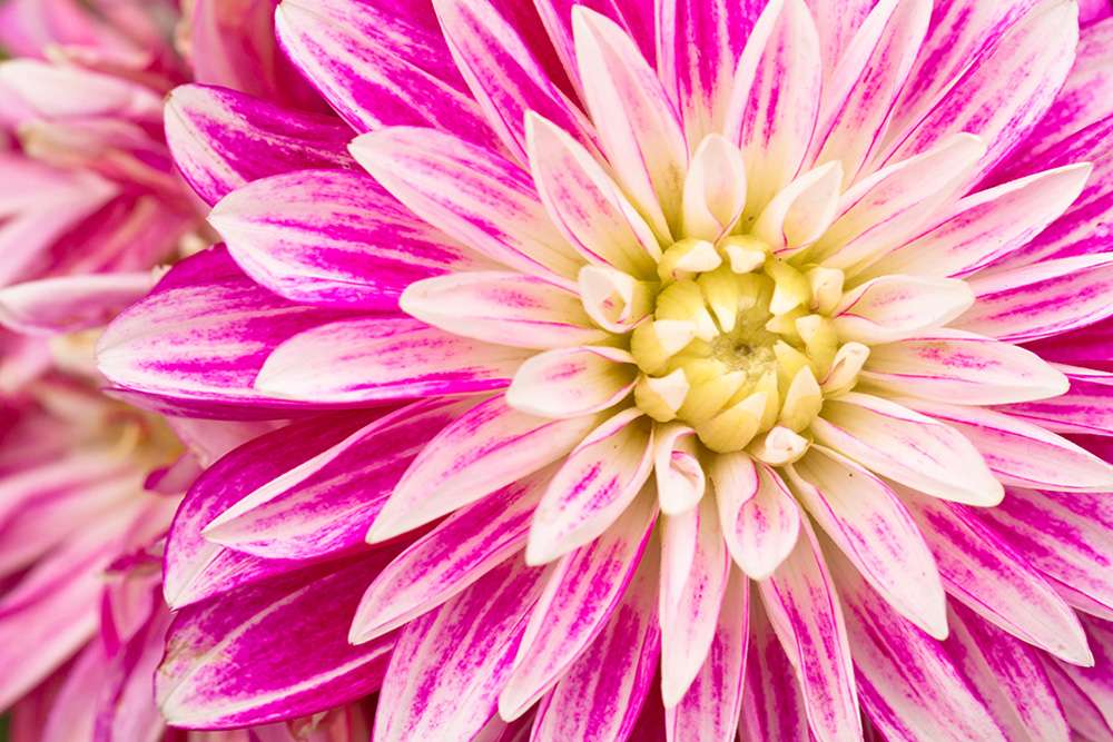 Dahlia en fleurs à l'automne puzzle en ligne