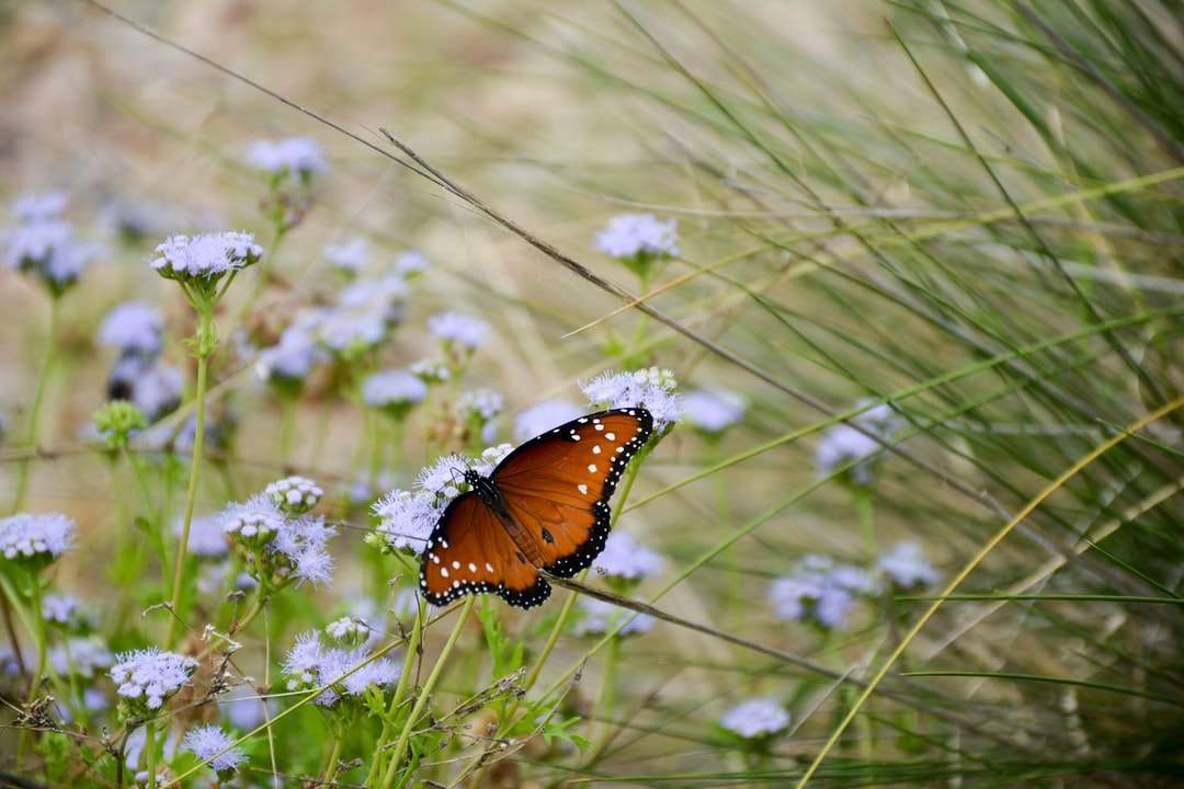 hnědý a černý motýl na fialovém květu online puzzle
