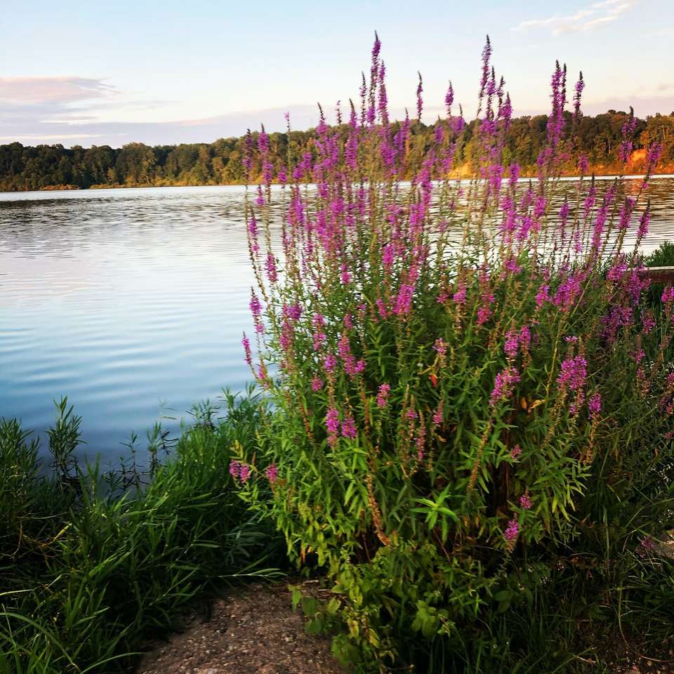 Λουλούδια δίπλα στη λίμνη online παζλ