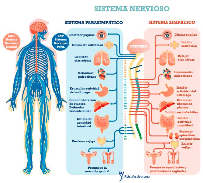 Sistema endocrino e nervoso puzzle online