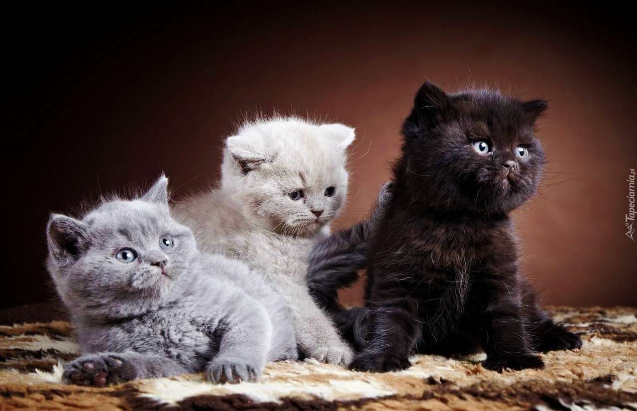 Tre kattungar pussel på nätet
