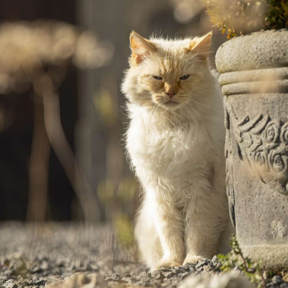 gatto bianco e marrone seduto su una superficie di cemento grigio puzzle online
