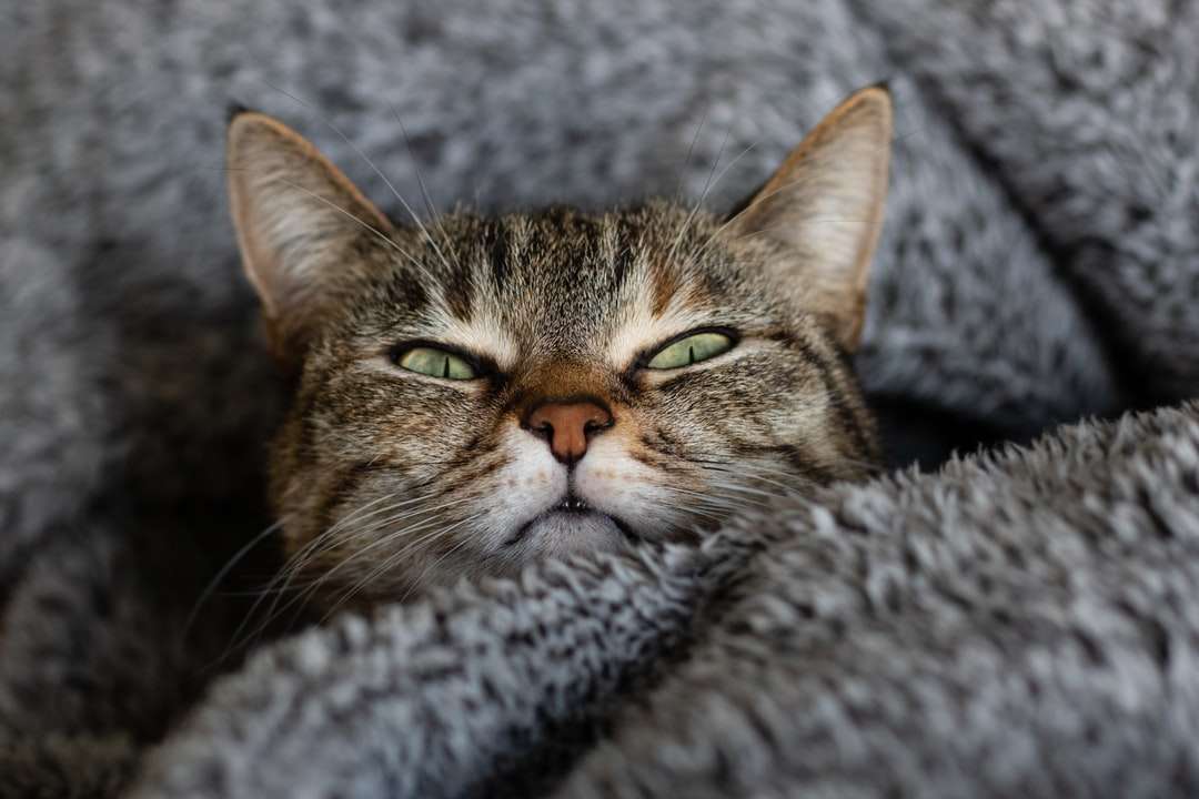 gato malhado marrom em tecido cinza quebra-cabeças online