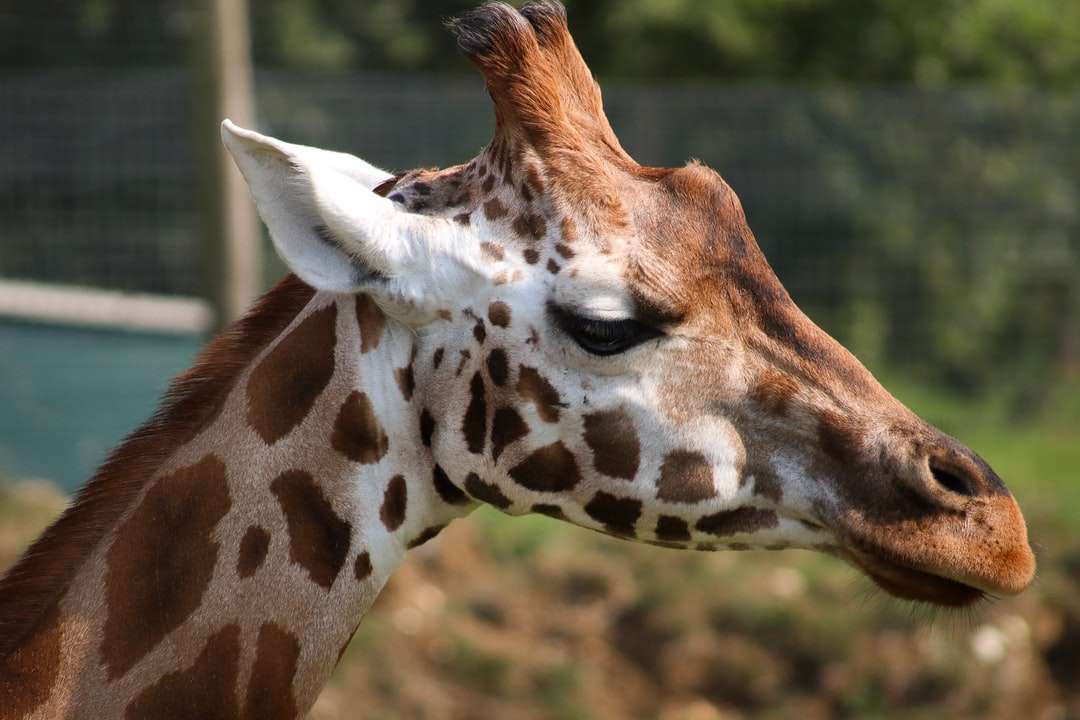 grunt fokusfoto av vit och brun giraff pussel på nätet
