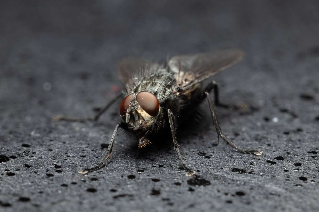 μαύρη μύγα σε γκρι υφάσματα παζλ online