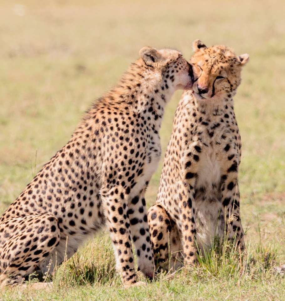 2 cheeta's op veld overdag legpuzzel online