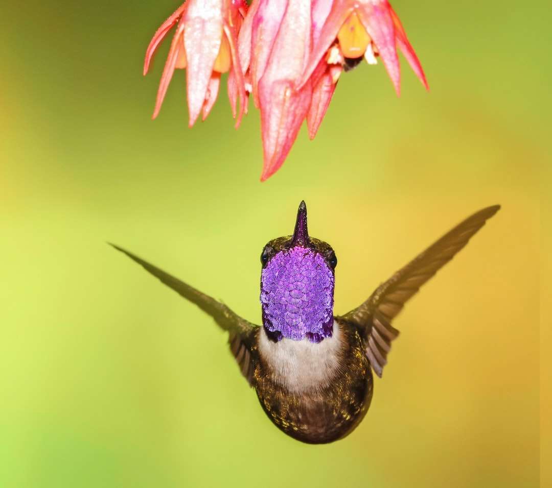 fotografia de foco raso de colibri marrom quebra-cabeças online