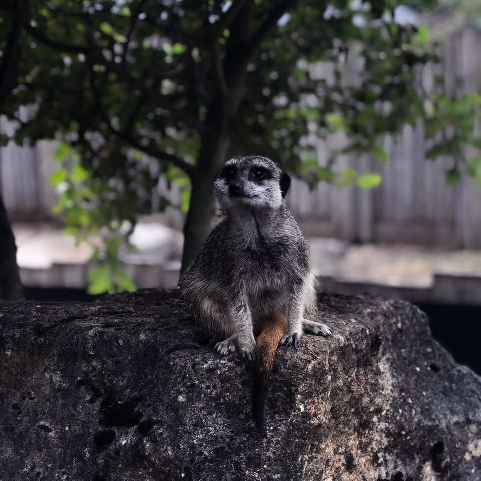 selektiv fokus fotografering av meercat sitter på rock Pussel online