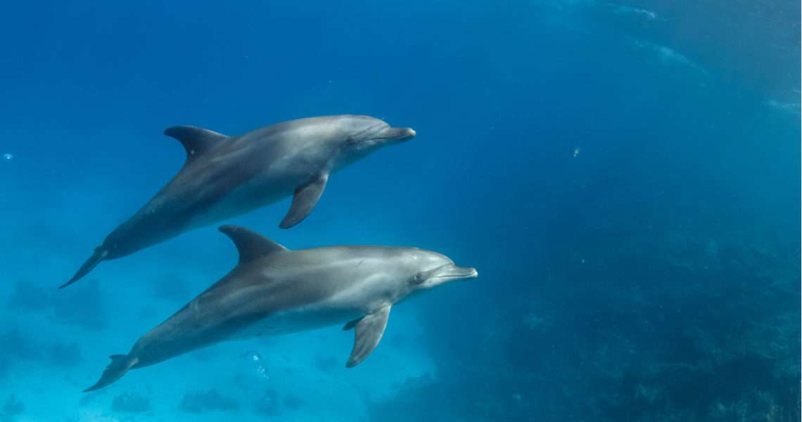 Twee dolfijnen online puzzel