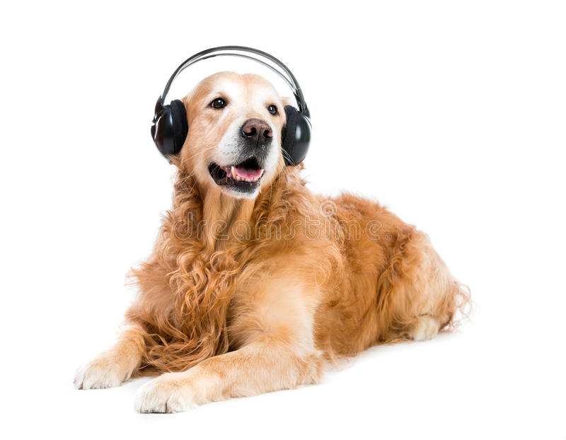 Hund in Kopfhörern Puzzlespiel online