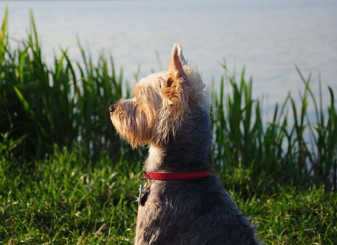 hosszú szőrű, vörös színű, zöld füvek közelében ülő kutya kirakós online